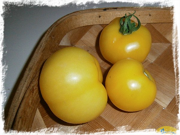 Golden Queen-tomater