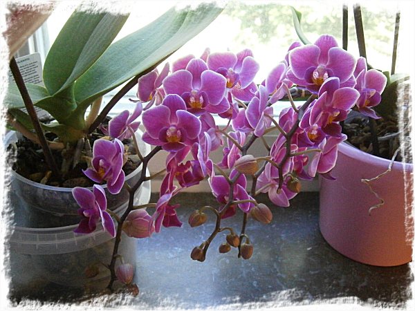 Min småblommiga orkidé