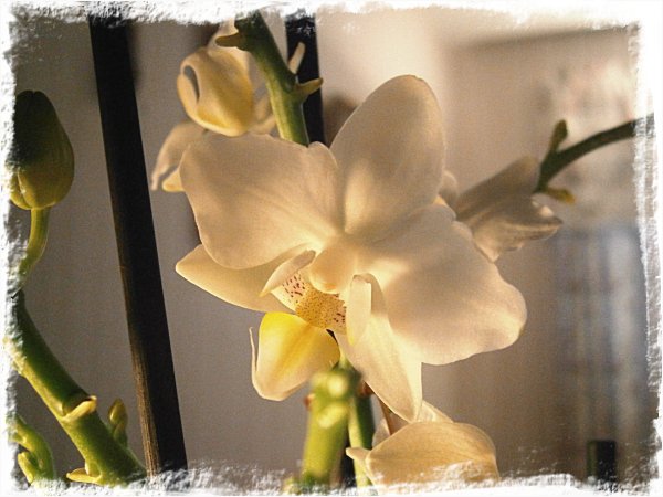 Vit orkidé