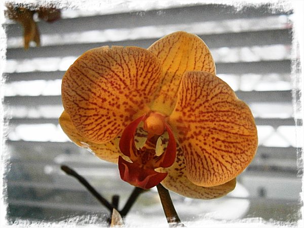 Gulgrön, rosamönstrad orkidé