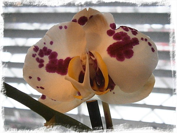vit och rödlilafläckig orkidé