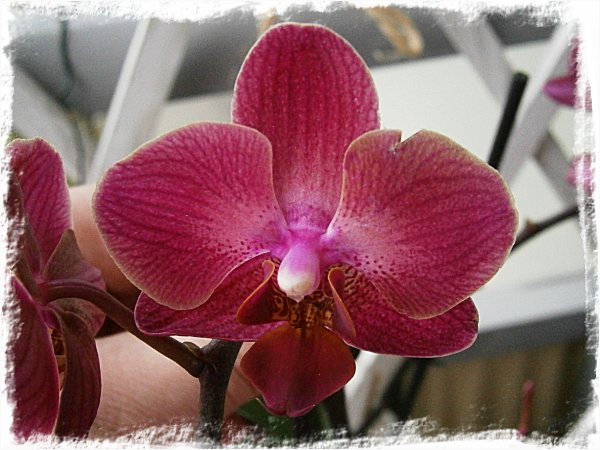 Min 20-kronors-orkidé