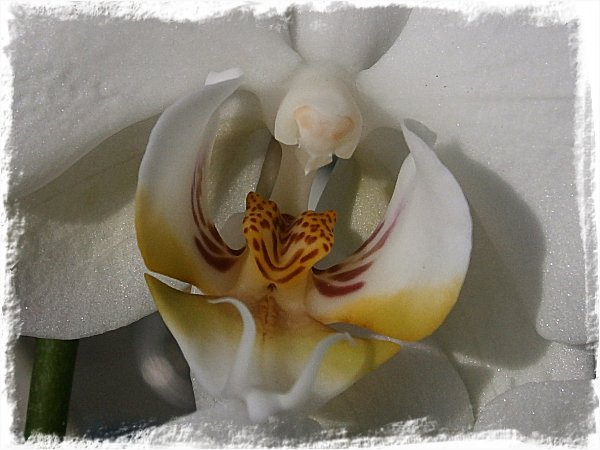 Veckans orkidé